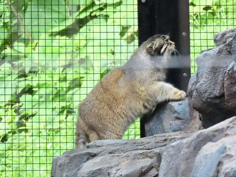 旭山動物園のグルーシャの写真