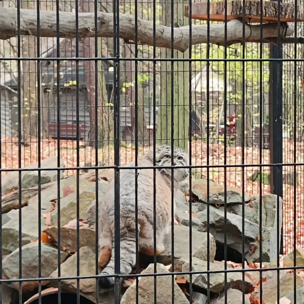 クラクフ動物園のジンギスの写真