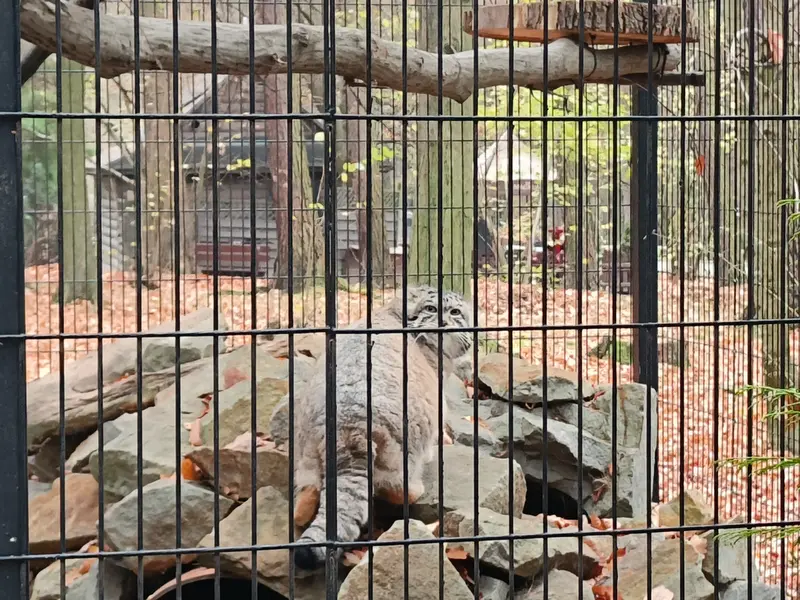 クラクフ動物園のジンギスの写真