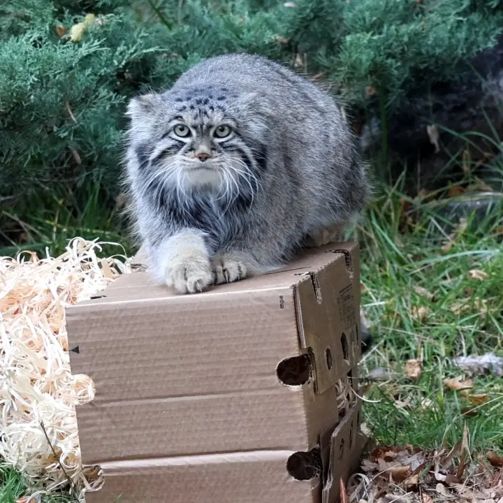モスクワ動物園のティモフェイの写真