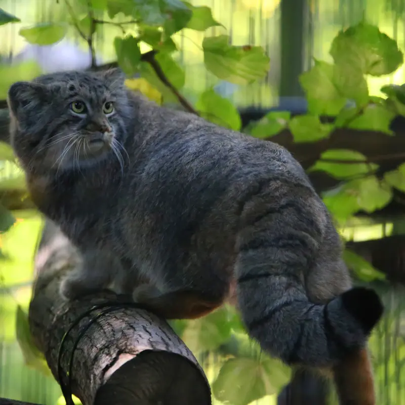 クラクフ動物園のツァスの写真