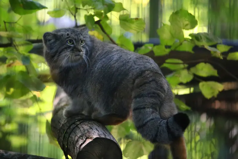 クラクフ動物園のツァスの写真