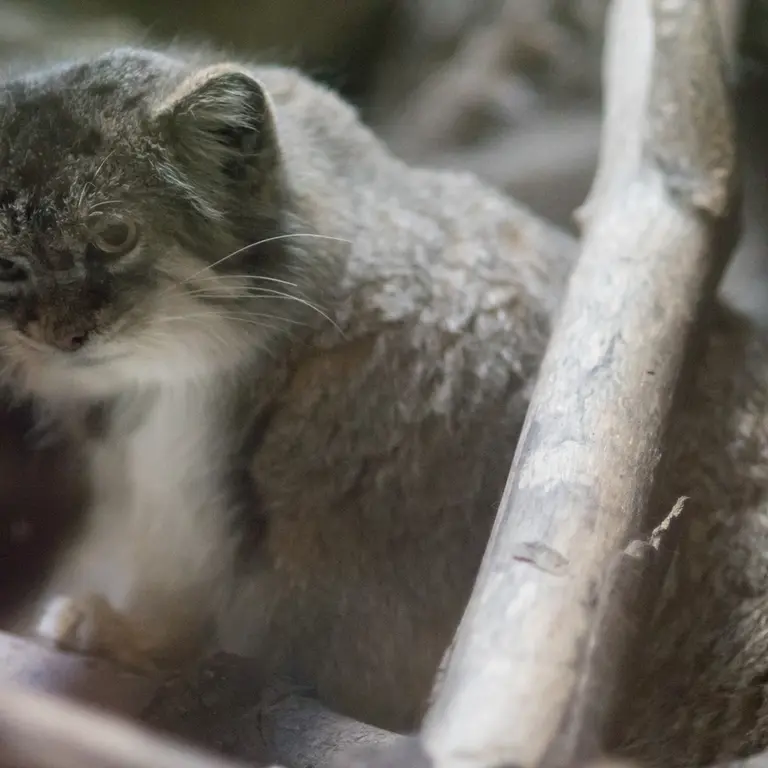 恩賜上野動物園のプリームラの写真