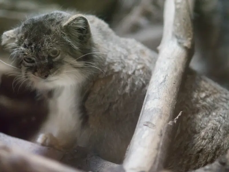 恩賜上野動物園のプリームラの写真