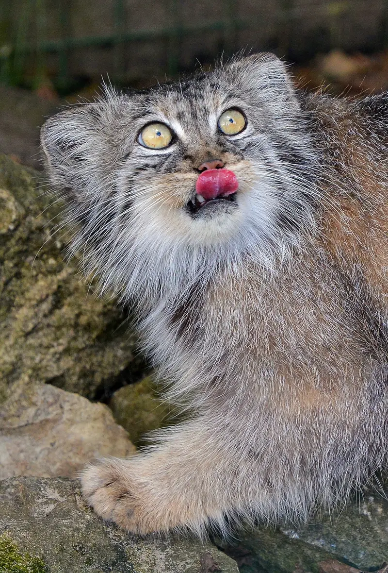 ビッグ・キャット・サンクチュアリのトゥーラの写真