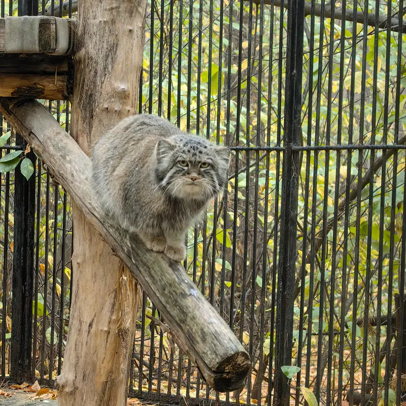 ノヴォシビルスク動物園のシルヴェスターの写真