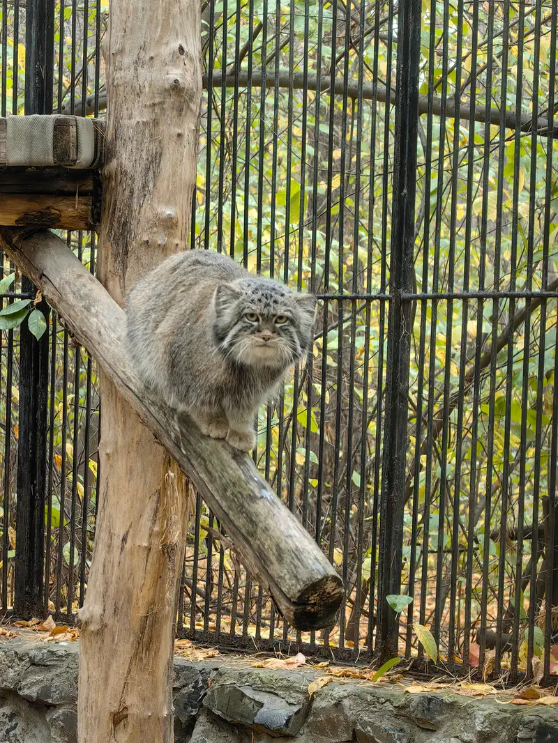 ノヴォシビルスク動物園のシルヴェスターの写真