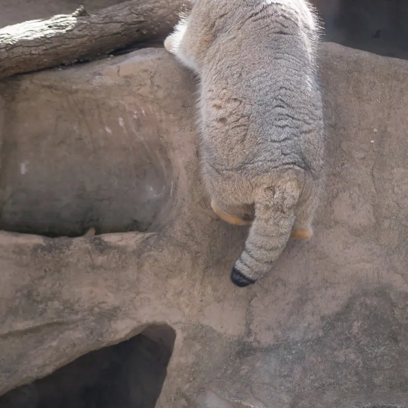 埼玉県こども動物自然公園のロータスの写真