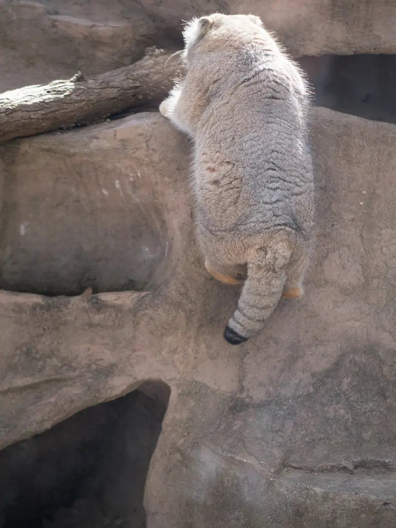埼玉県こども動物自然公園のロータスの写真
