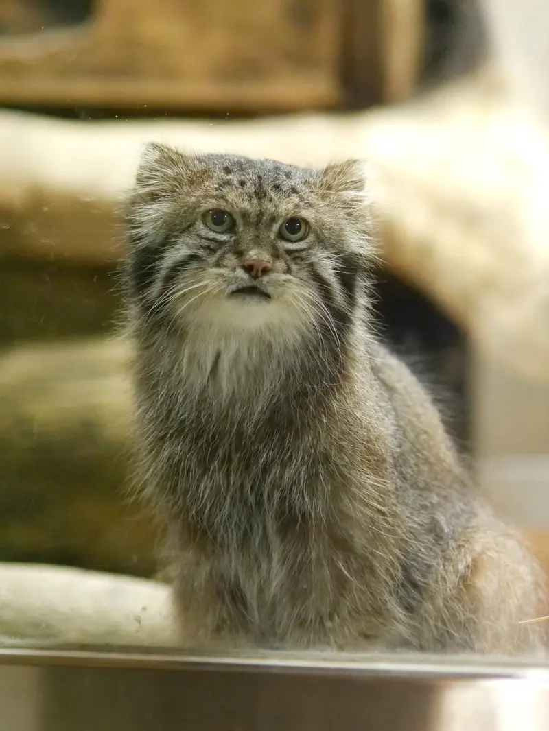 恩賜上野動物園のクリョンの写真