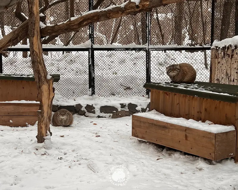 ノヴォシビルスク動物園のミアとジョージの写真