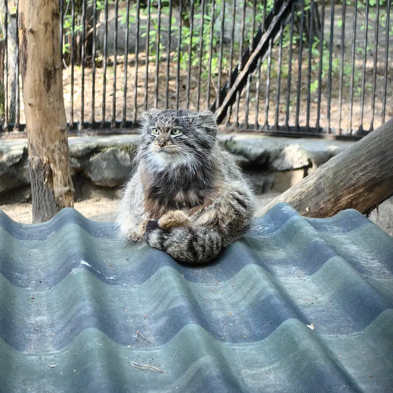 ノヴォシビルスク動物園のマリクの写真