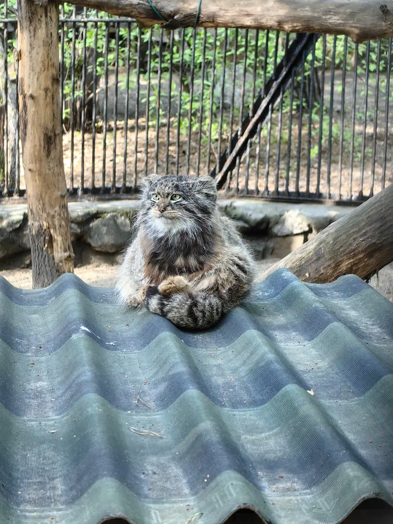 ノヴォシビルスク動物園のマリクの写真
