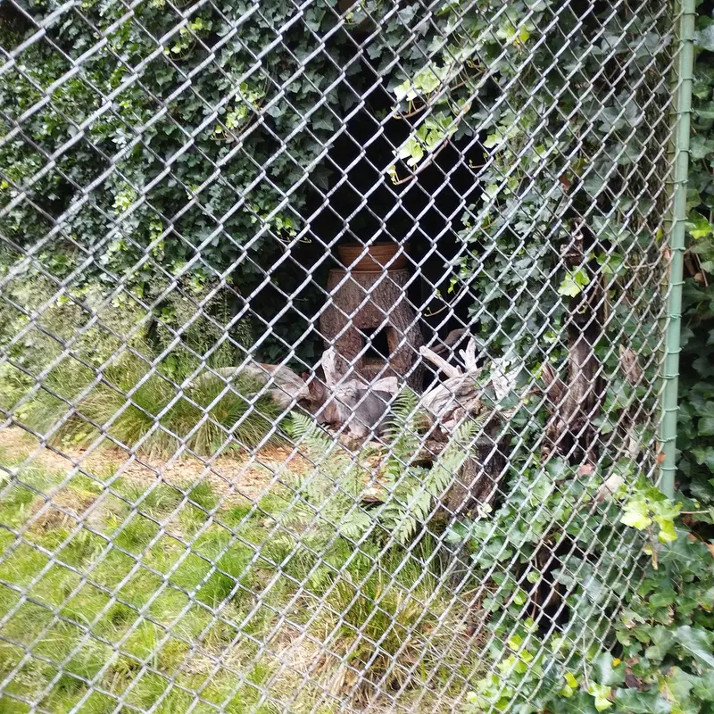 ヘラブルン動物園のプルシの写真