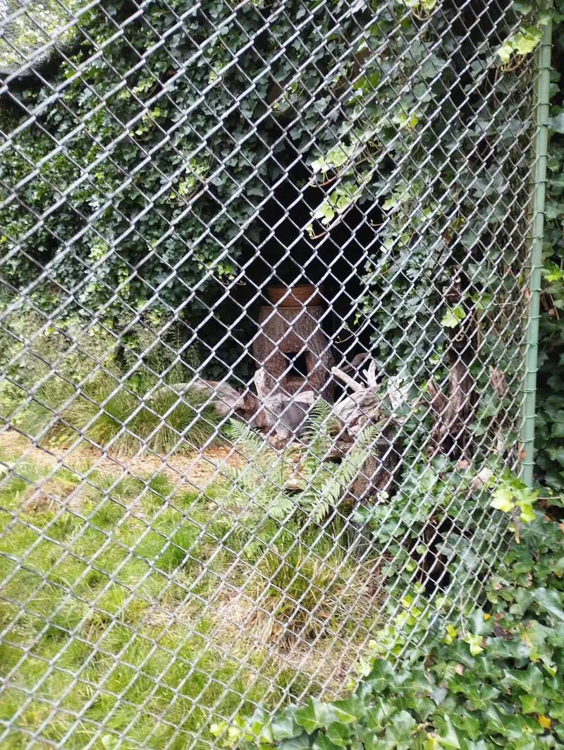 ヘラブルン動物園のプルシの写真