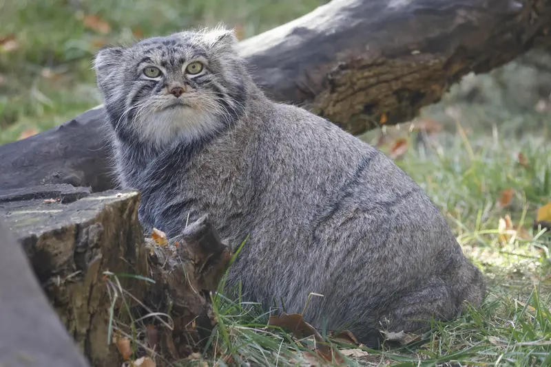 モスクワ動物園のティモフェイの写真