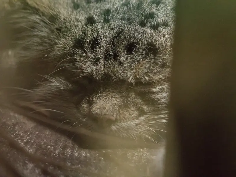恩賜上野動物園のクリョンの写真