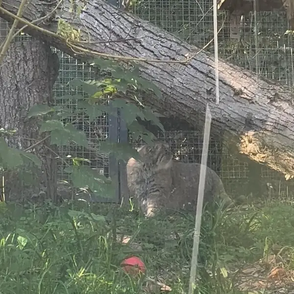 リトアニア動物園のメリッサの写真