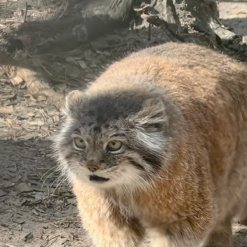 ノヴォシビルスク動物園のラストチカの写真