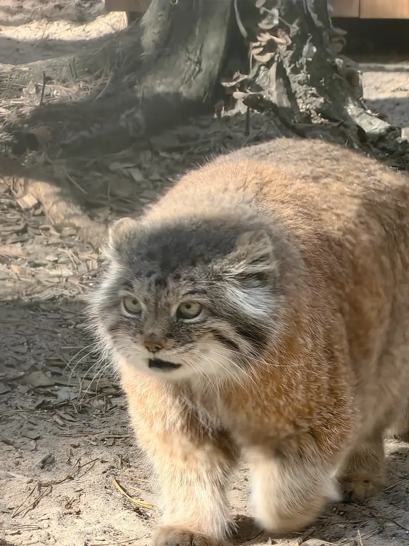 ノヴォシビルスク動物園のラストチカの写真