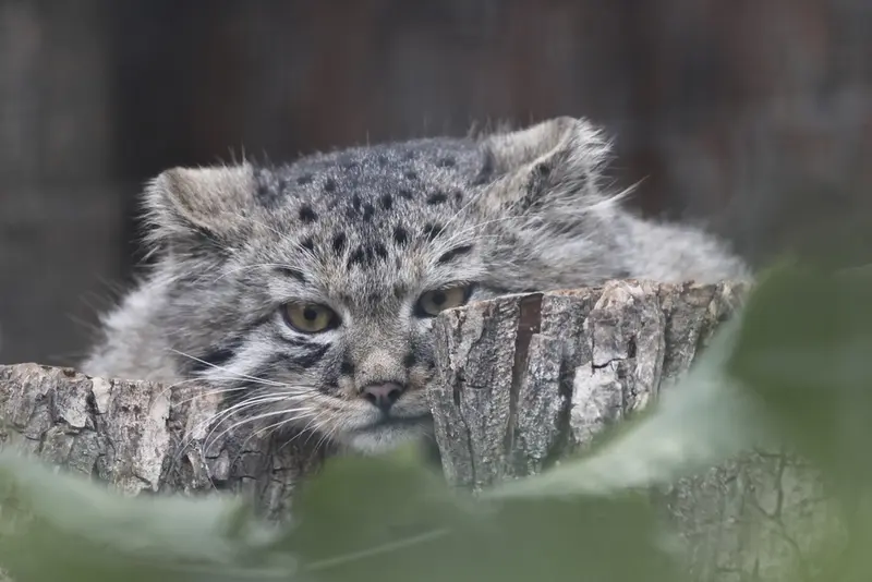 レニングラード動物園のマヌルネコの写真