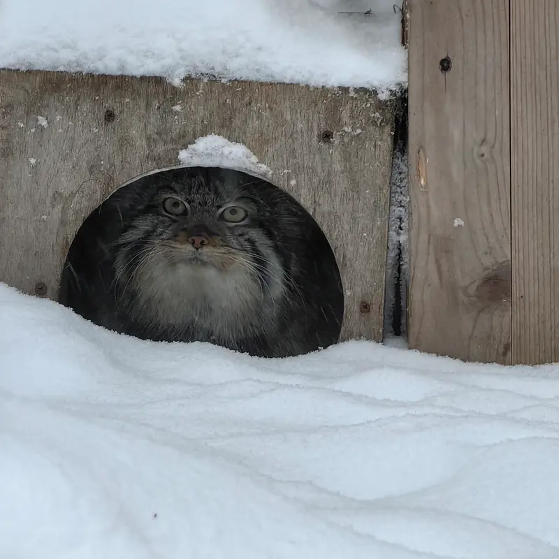 ノヴォシビルスク動物園のシルヴェスターの写真