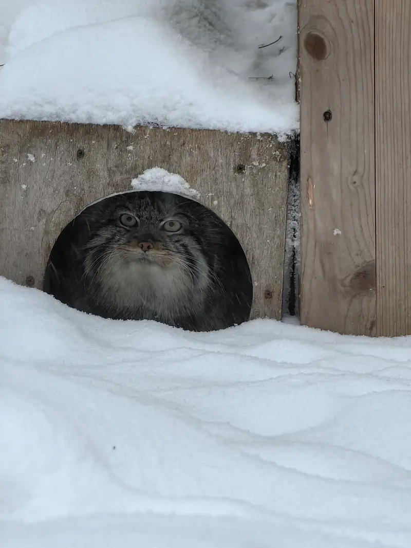 ノヴォシビルスク動物園のシルヴェスターの写真