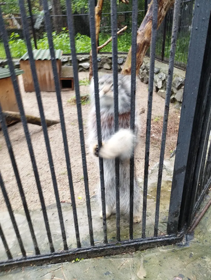 ノヴォシビルスク動物園のマヌルネコの写真