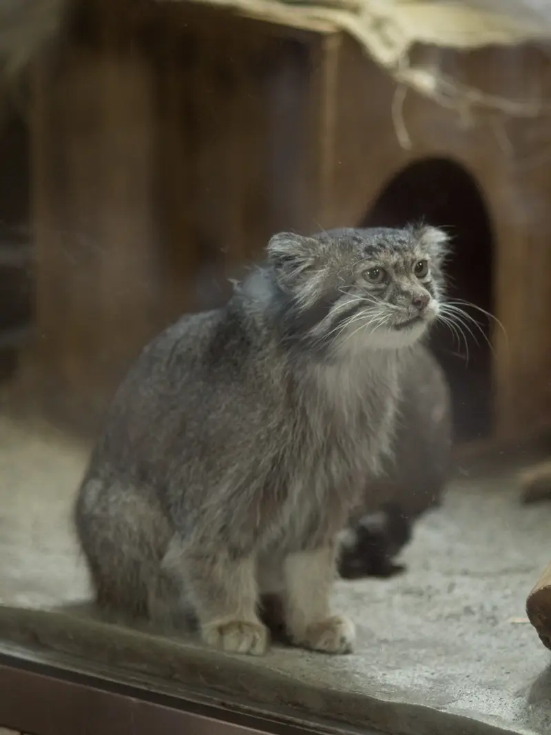恩賜上野動物園のクリョンの写真