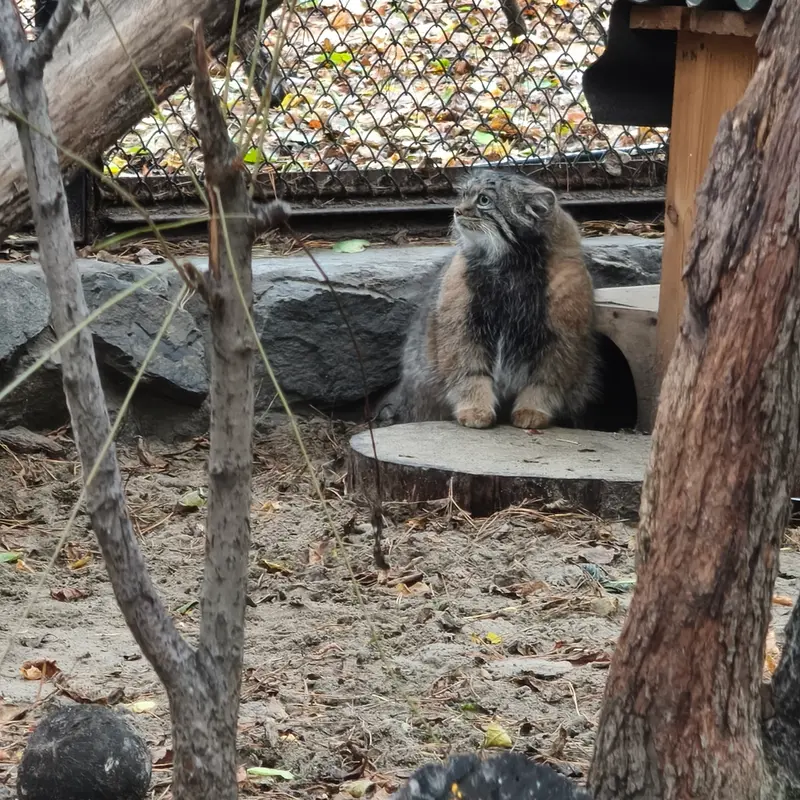 ノヴォシビルスク動物園のアデルの写真