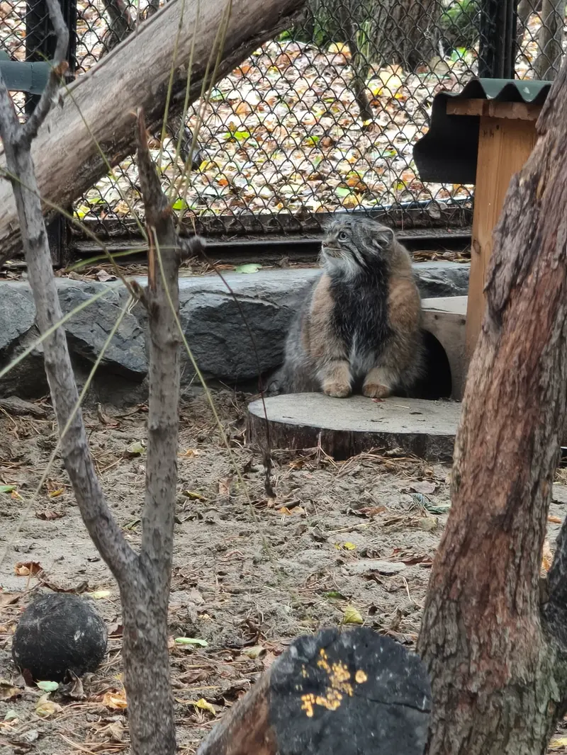 ノヴォシビルスク動物園のアデルの写真