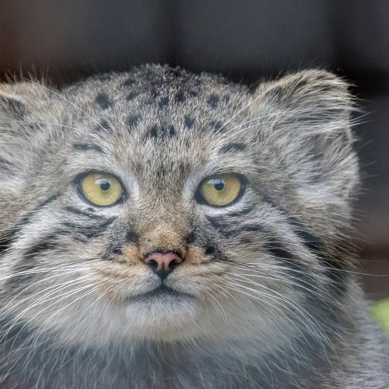 レニングラード動物園のマヌルネコの写真