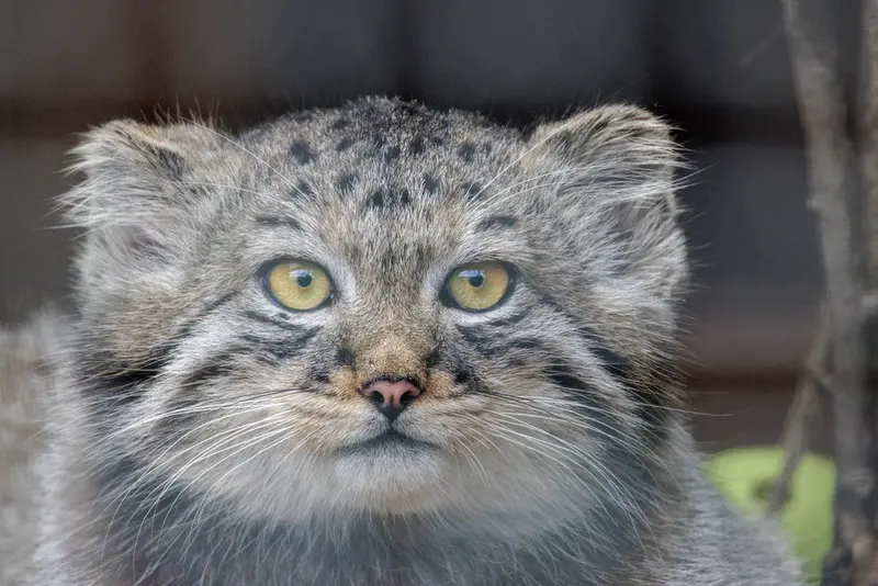 レニングラード動物園のマヌルネコの写真