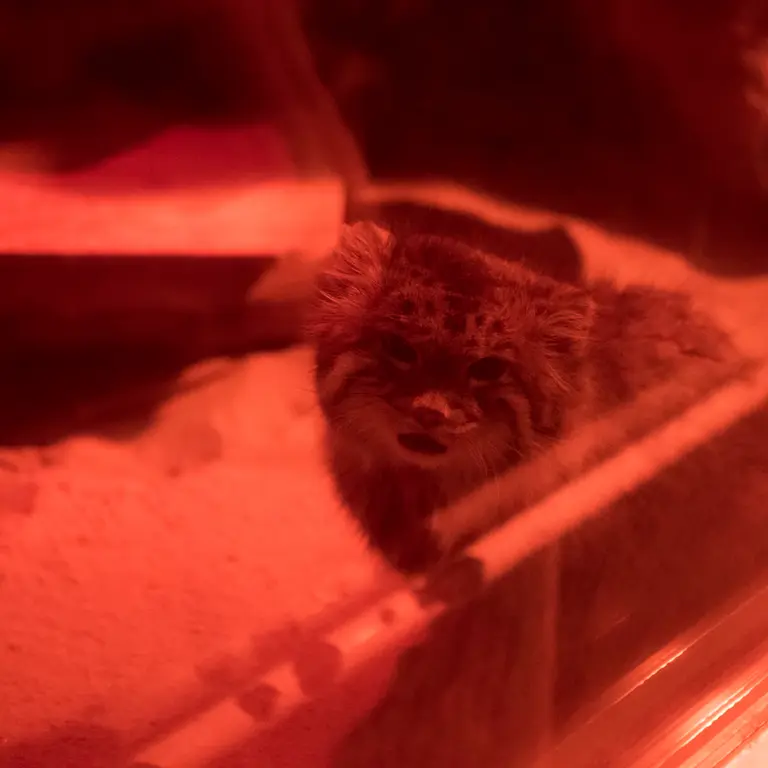 恩賜上野動物園のナイマの写真