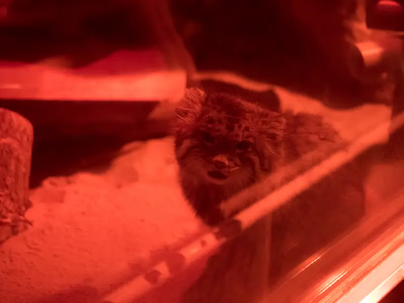 恩賜上野動物園のナイマの写真