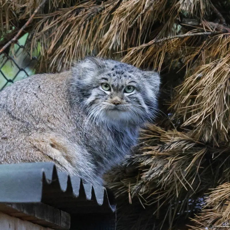ノヴォシビルスク動物園のスネジンカの写真