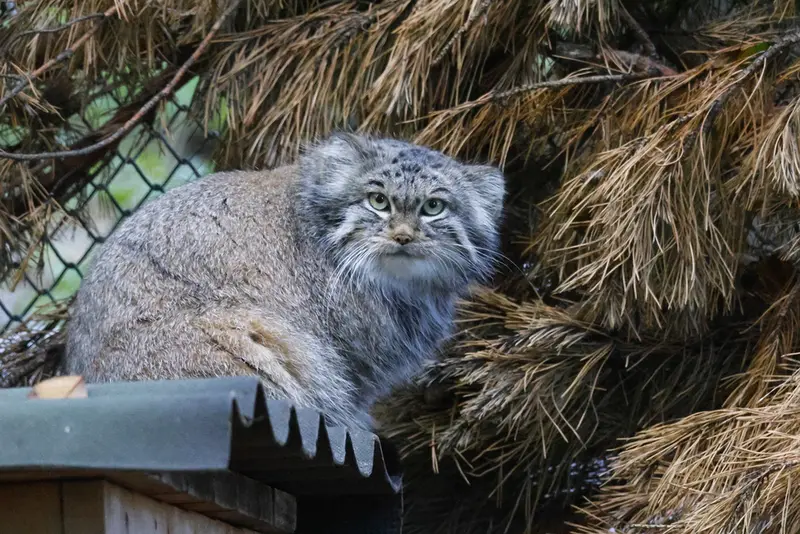 ノヴォシビルスク動物園のスネジンカの写真