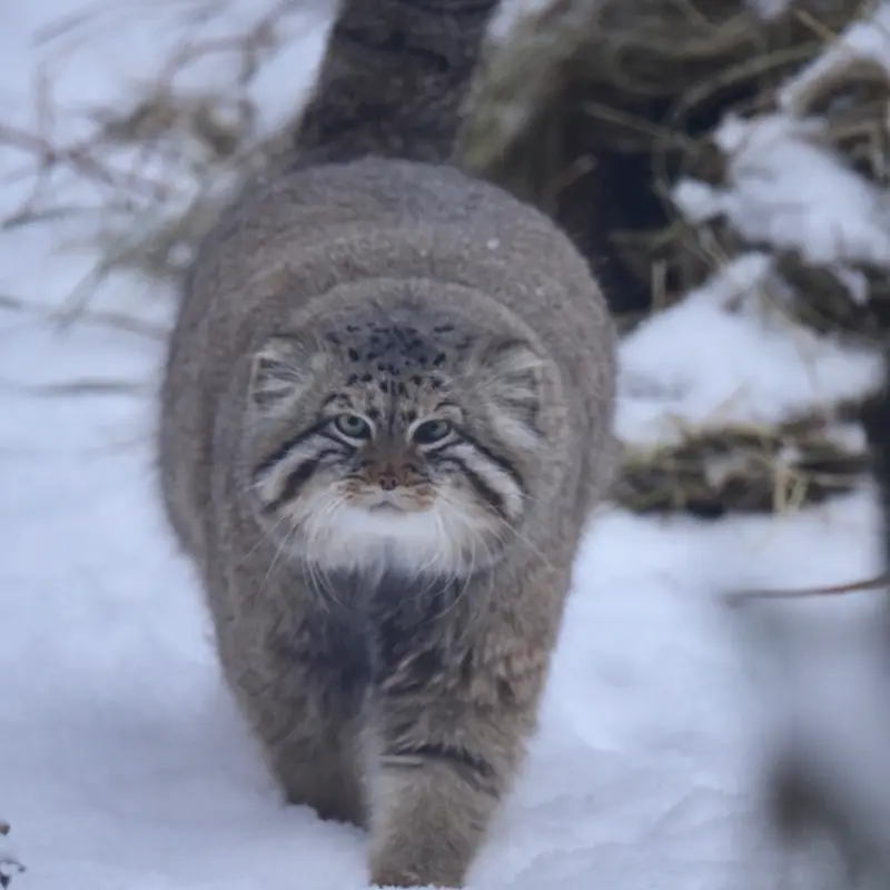 ノヴォシビルスク動物園のゼレノゴルスクの写真