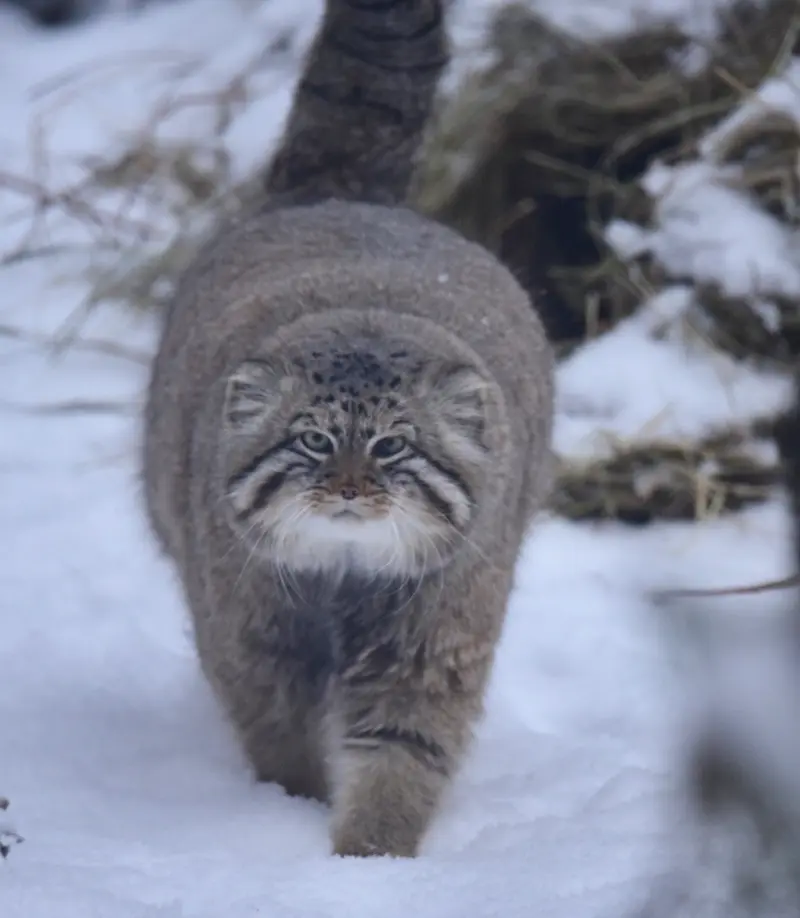 ノヴォシビルスク動物園のゼレノゴルスクの写真