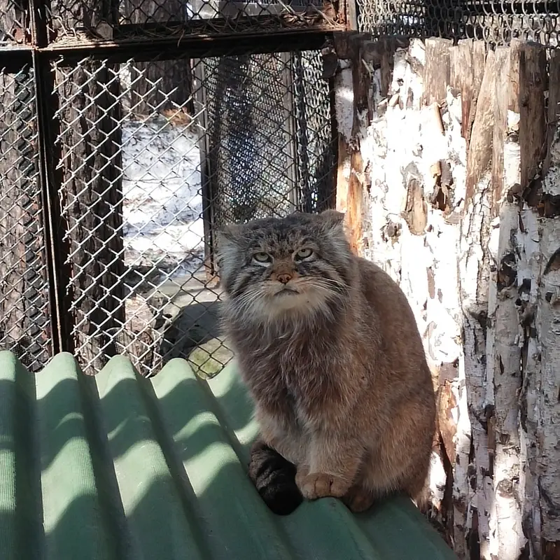 ノヴォシビルスク動物園のジョージの写真