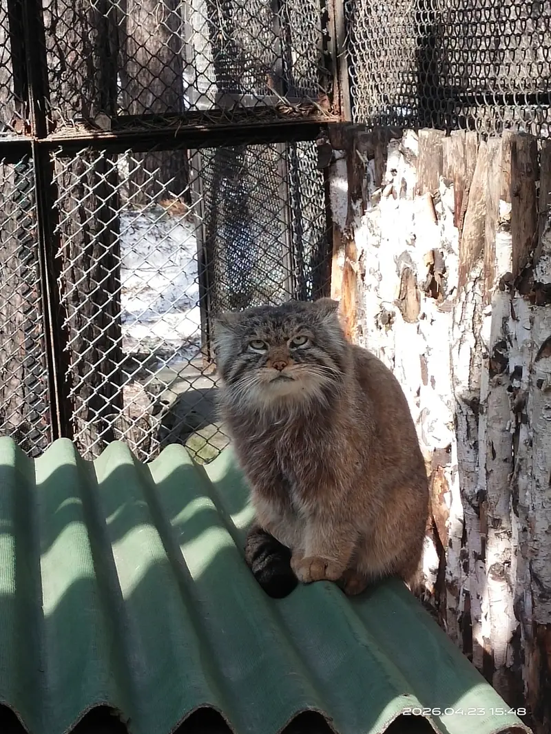 ノヴォシビルスク動物園のジョージの写真