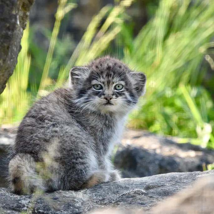 ポート・リムプネ・ワイルド・アニマル・パークのナムーの子猫 b. 2026 Ⅱの写真