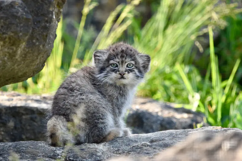 ポート・リムプネ・ワイルド・アニマル・パークのナムーの子猫 b. 2026 Ⅱの写真