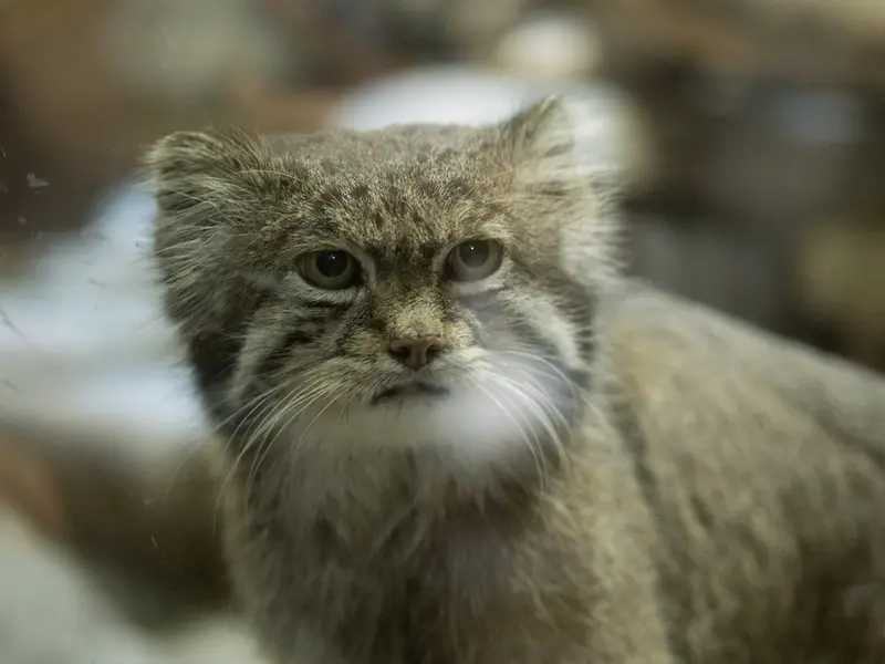 恩賜上野動物園のクリョンの写真