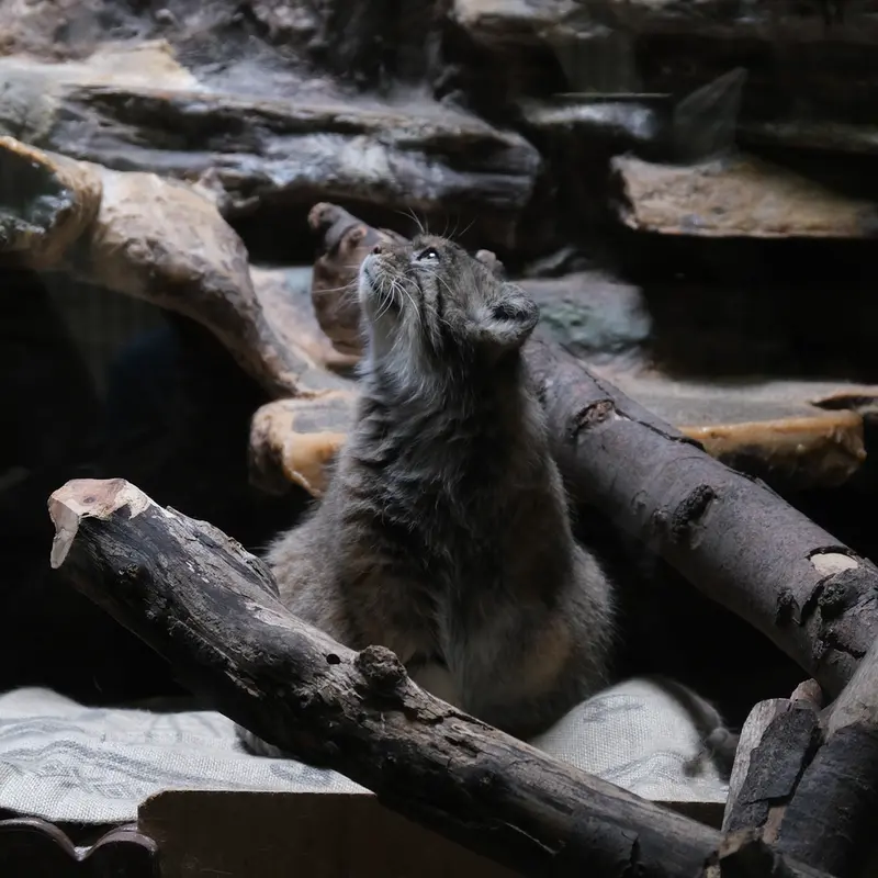 恩賜上野動物園のマヌルネコの写真