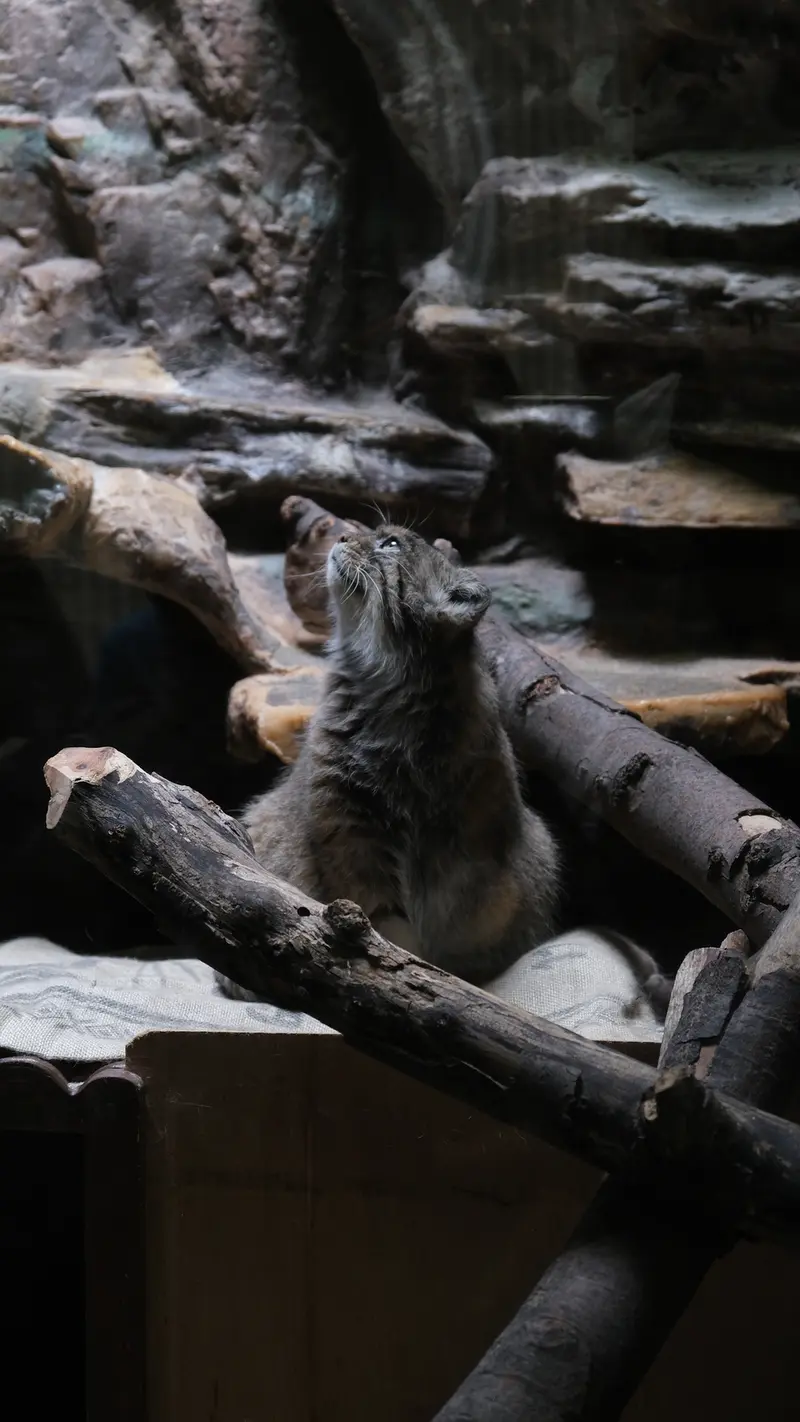 恩賜上野動物園のマヌルネコの写真