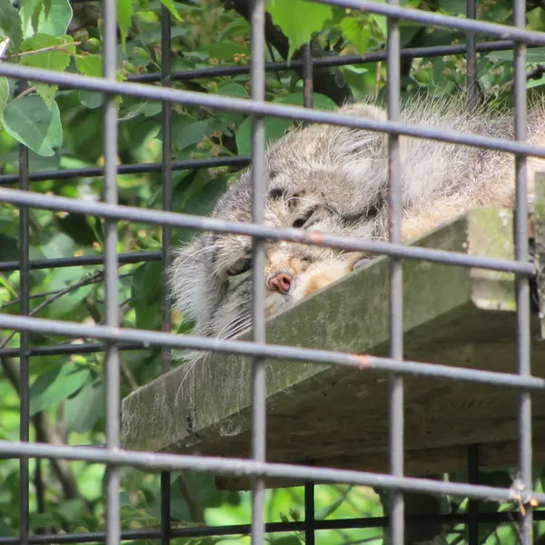 マクデブルク動物園のジョナサンの写真