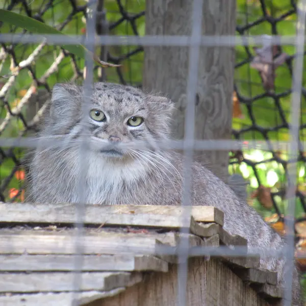 スミソニアン国立動物園のアカルの写真