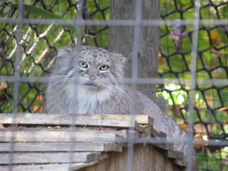 スミソニアン国立動物園のアカルの写真