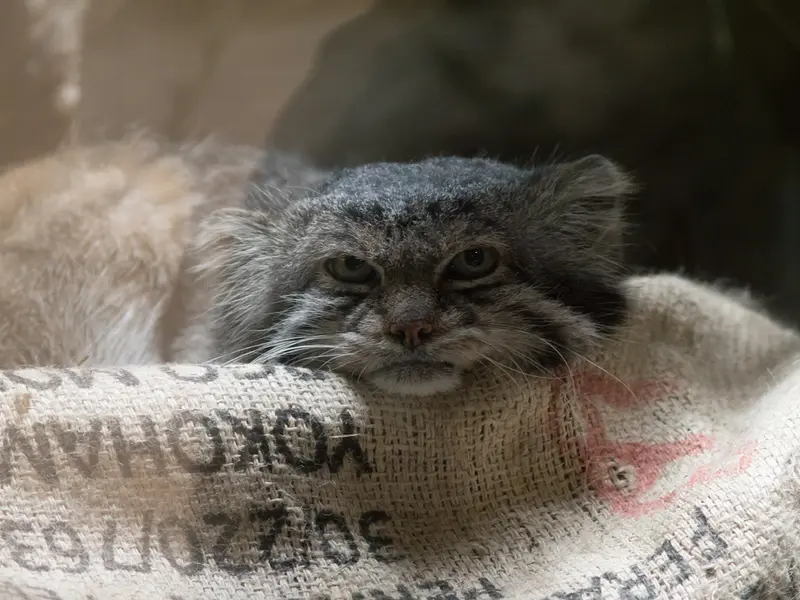 恩賜上野動物園のクリョンの写真